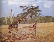 unknow artist, The oppna terrangen am failing giraffe favoritmiljo